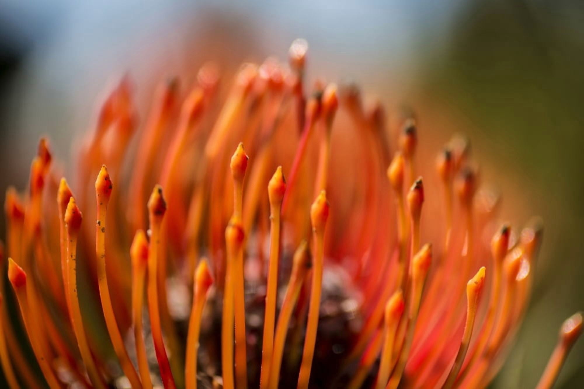 Pincushion tropical flower Maui Hawaii United States of America Canvas Art - Scott Mead Design Pics (38 x 24)