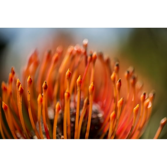 Posterazzi DPI12305821LARGE Pincushion Tropical Flower - Maui Hawaii United States of America Poster Print by Scott Mead, 38 x 24 - Large