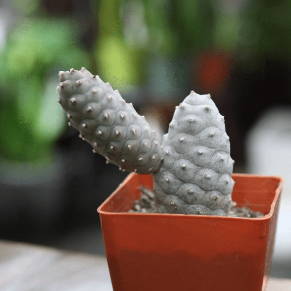 Pine Cone Cactus, Pink Plant, Colorful Live Cactus, Rare Succulent, Live Plant in 2.5'' pot