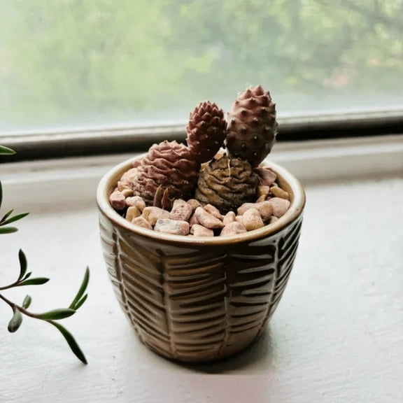 Pine Cone Cactus, Pink Plant, Colorful Live Cactus, Rare Succulent, Live Plant in 2.5'' pot