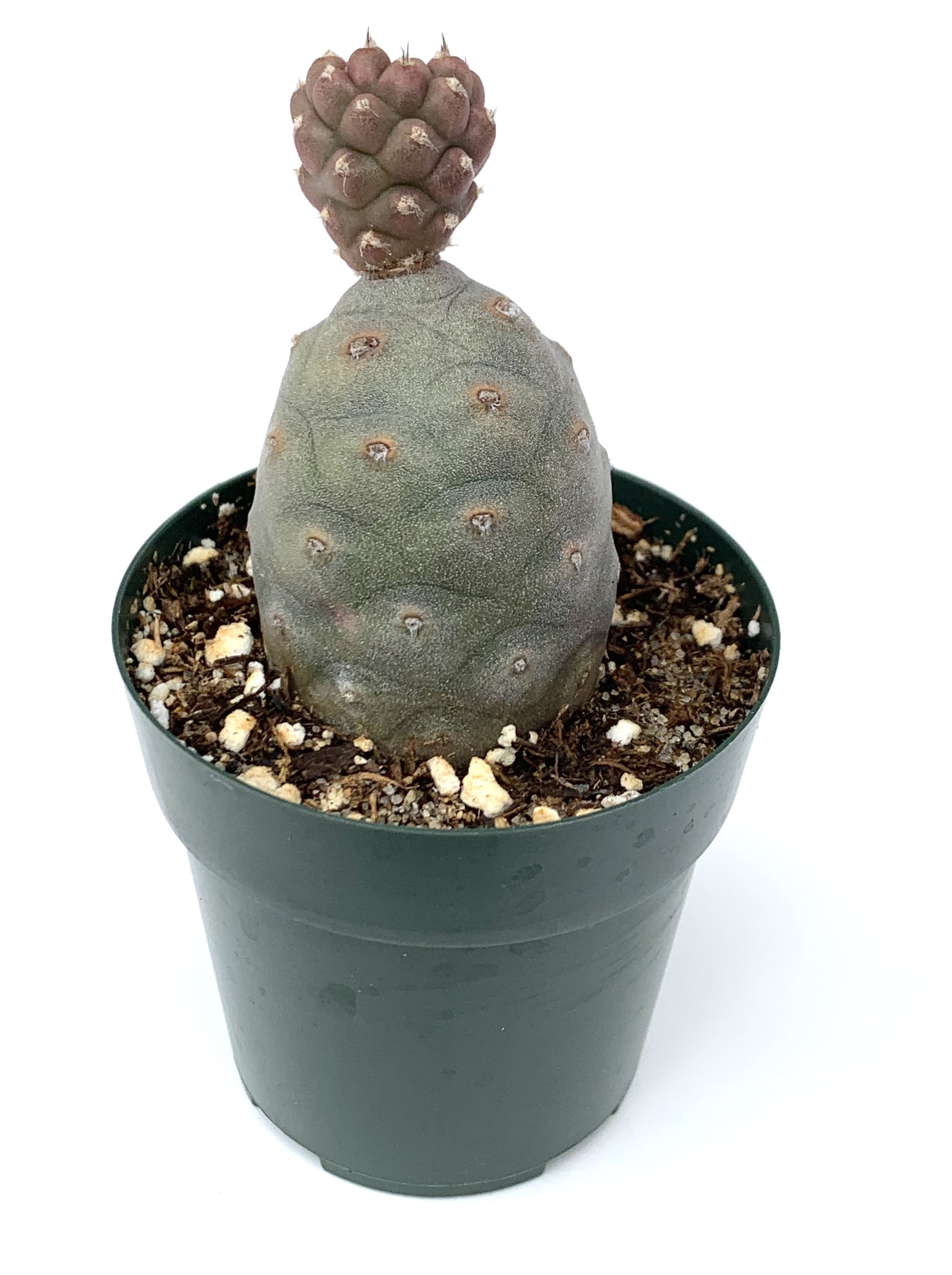 Pine Cone Cactus Tephrocactus Articulatus VAR Inermis Live Potted ...