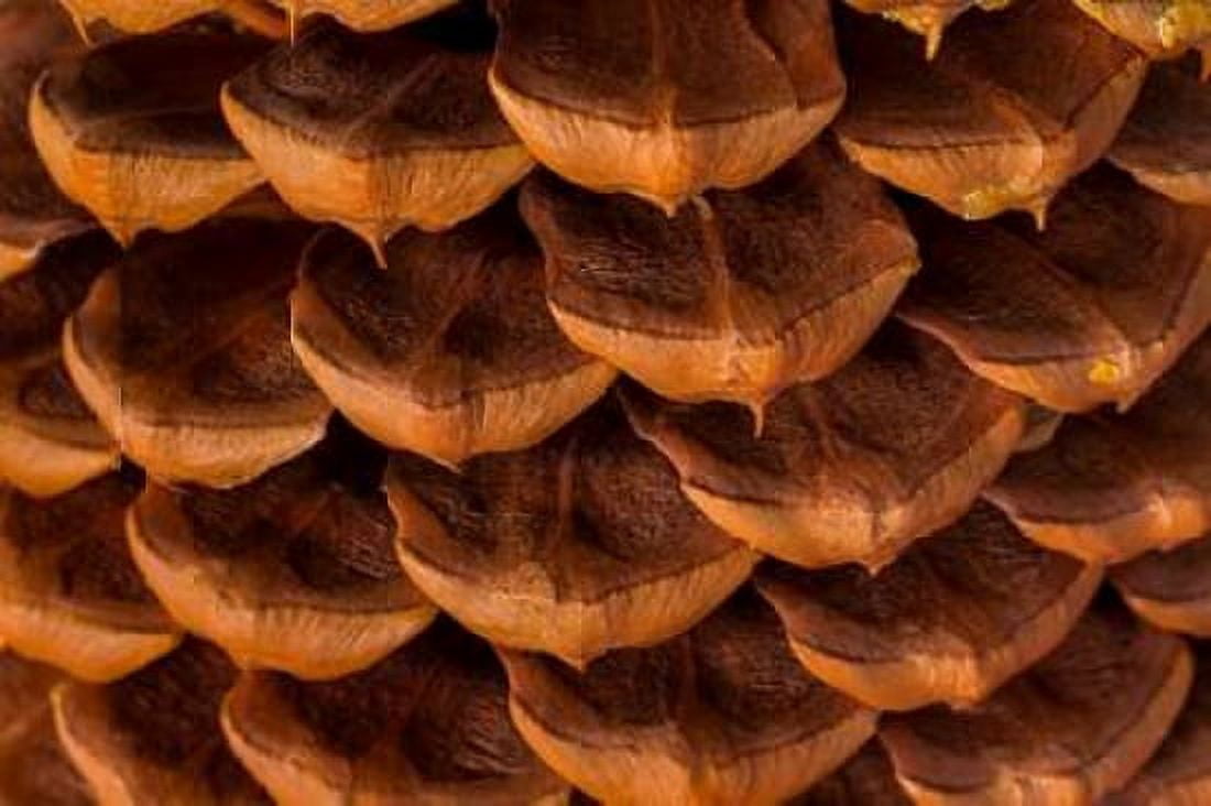 Pine Cone I Canvas Art - Kathy Mahan (12 x 18)