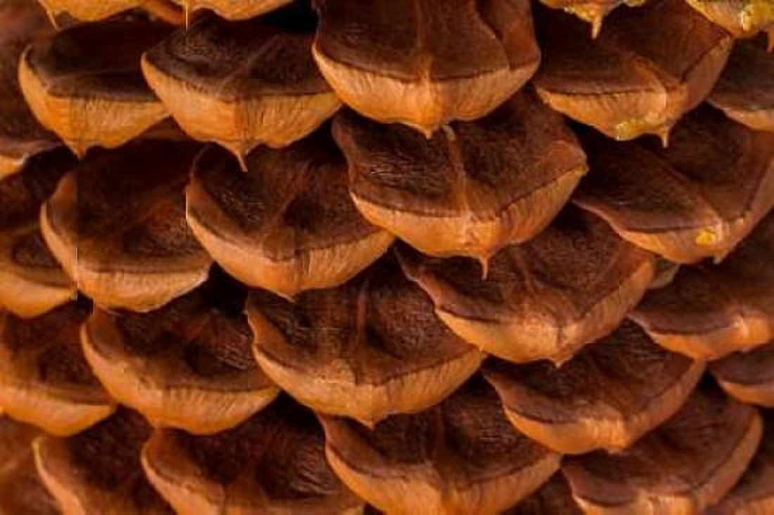 Pine Cone I Canvas Art - Kathy Mahan (24 x 36)