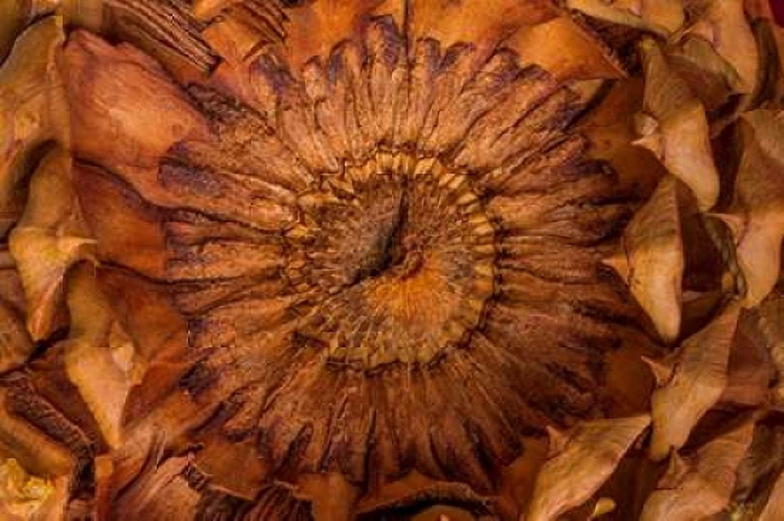 Pine Cone II Canvas Art - Kathy Mahan (12 x 18)