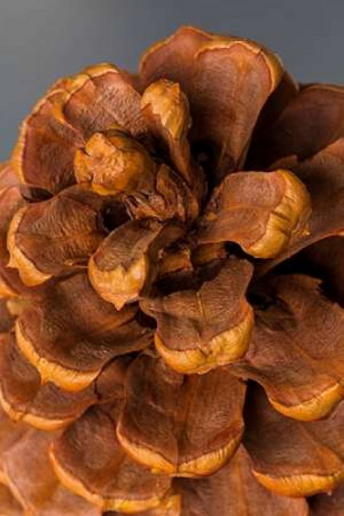 Pine Cone III Canvas Art - Kathy Mahan (24 x 36)