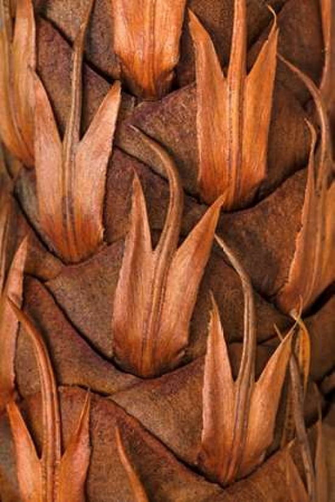 Pine Cone IV Canvas Art - Kathy Mahan (24 x 36)