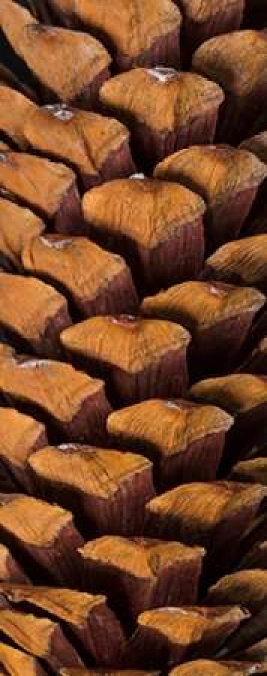 Pine Cone V Canvas Art - Kathy Mahan (24 x 48)