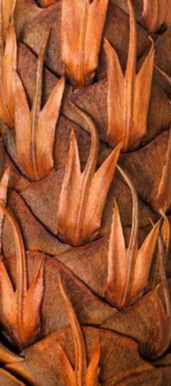 Pine Cone VI Canvas Art - Kathy Mahan (24 x 48)