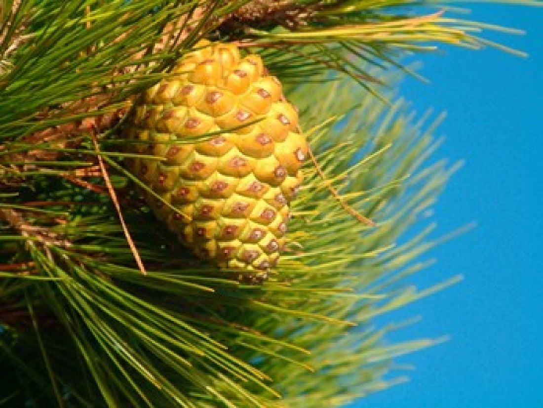 Pine Cone in Tree New Zealand Canvas Art - William Sutton DanitaDelimont (26 x 19)