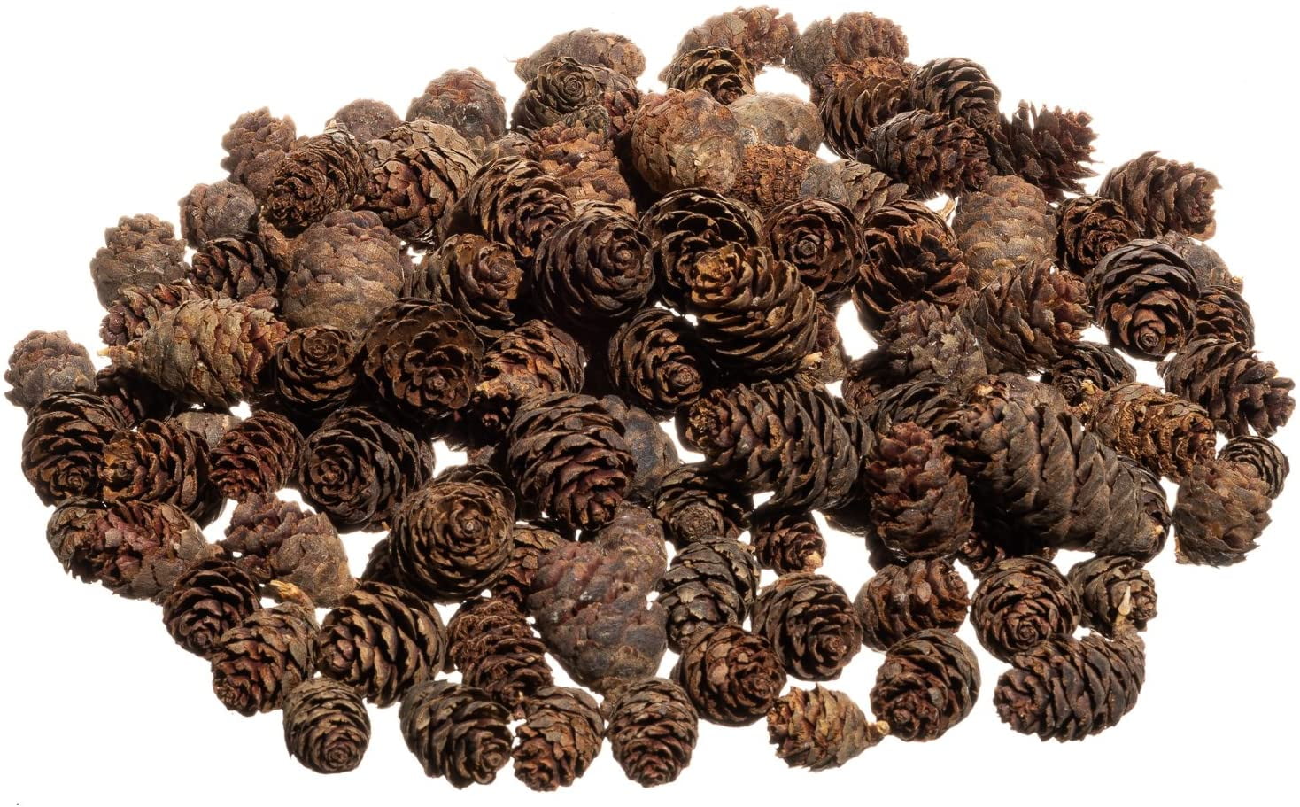 Pine Cones 150 Small Pinecones  3/4"-1 1/4" Mini Black Spruce Pine Cones  10 oz