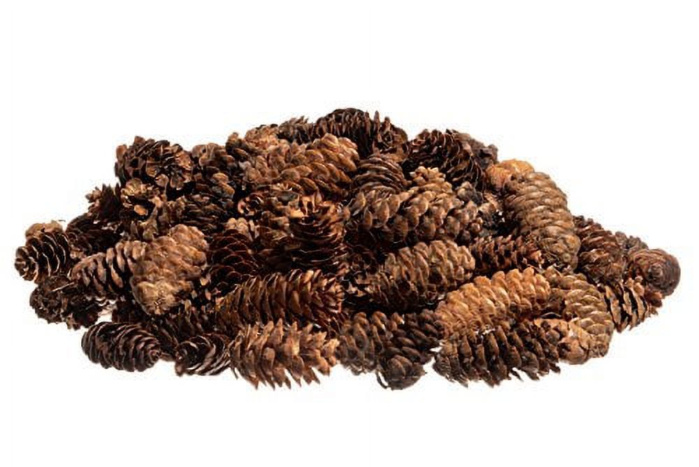 Pine Cones | Small Pine Cones | Mini Black Spruce Pine Cones | Pine Cone Filler (24 oz.)