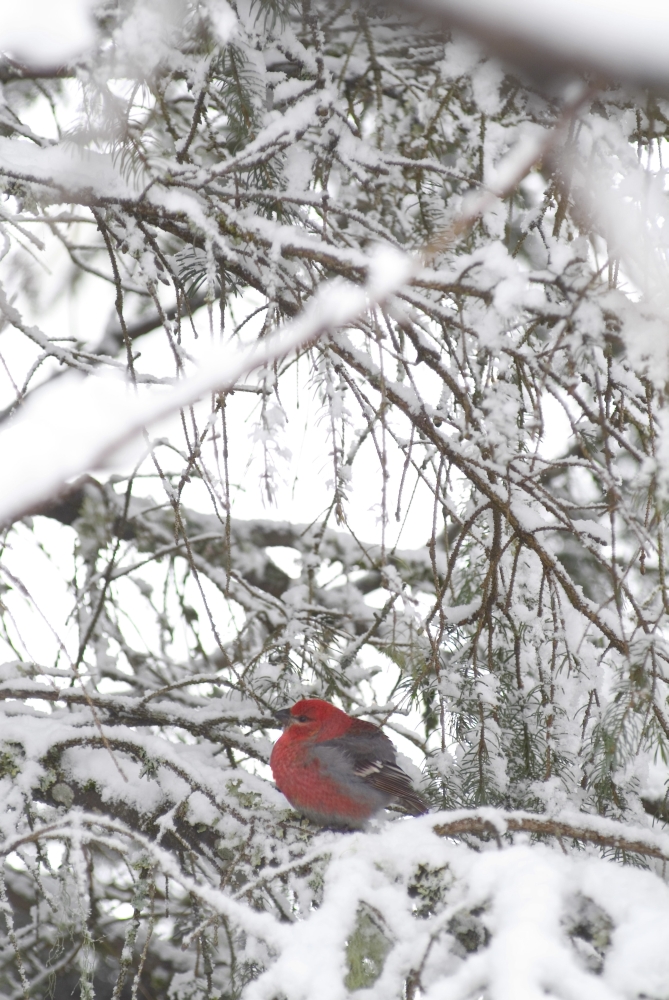 Pine Grosbeak On Snowy Branch Winter Sc Alaska Canvas Art - Randy Brandon Design Pics (22 x 34)