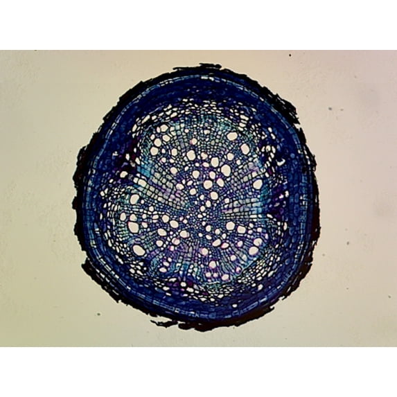 Pine (Gymnosperms) Older Root; Cross Section by Go Science Crazy