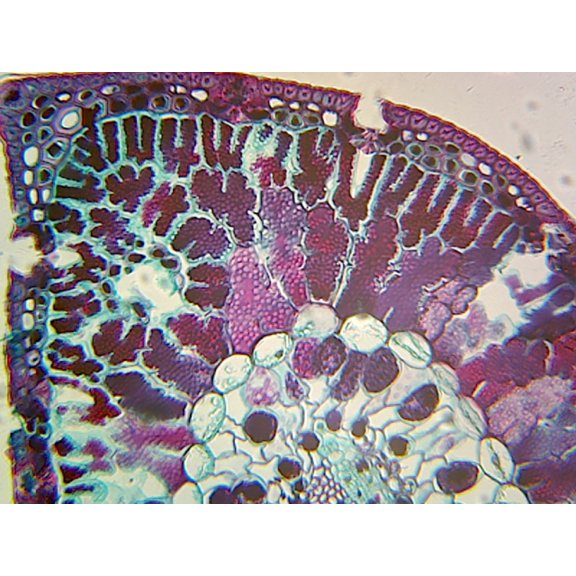 Pine (Gymnosperms) Single-Needle Leaf; Showing Vascular Tissues; Cross Section by Go Science Crazy