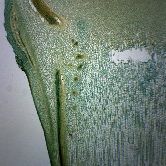 Pine Meristematic Stem - Cross Section - Prepared Microscope Slide - 75 x 25mm - Biology & Microscopy - Eisco Labs