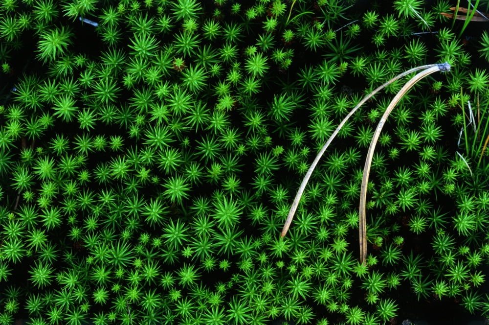 Pine Needled And Moss Canvas Art - Mike Grandmaison Design Pics (36 x 24)