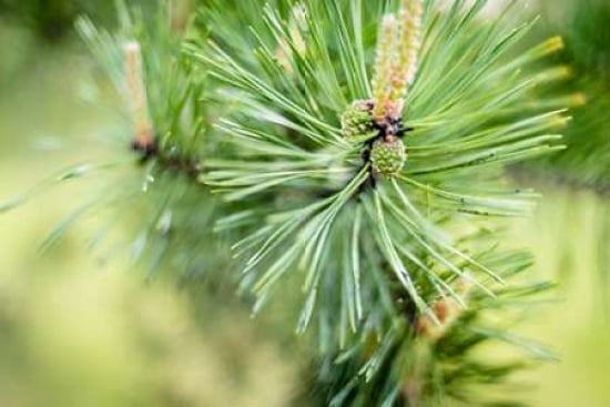 Pine Needles I Canvas Art - Beth Wold (12 x 18)