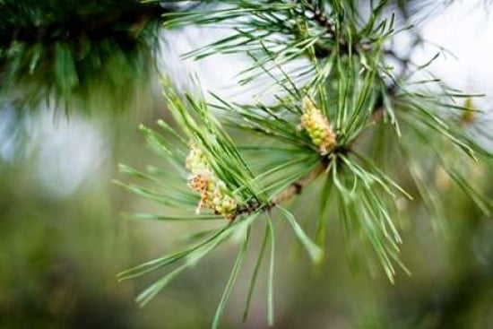 Pine Needles II Canvas Art - Beth Wold (12 x 18)