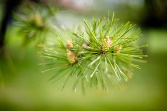 Pine Needles III Canvas Art - Beth Wold (12 x 18)