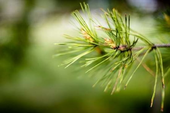 Pine Needles IV Canvas Art - Beth Wold (12 x 18)