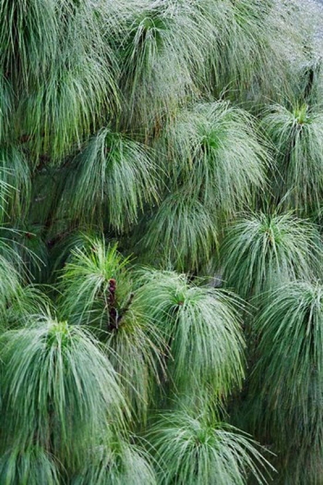 Pine Needles Pattern Bhutan Canvas Art - Keren Su DanitaDelimont (11 x 17)