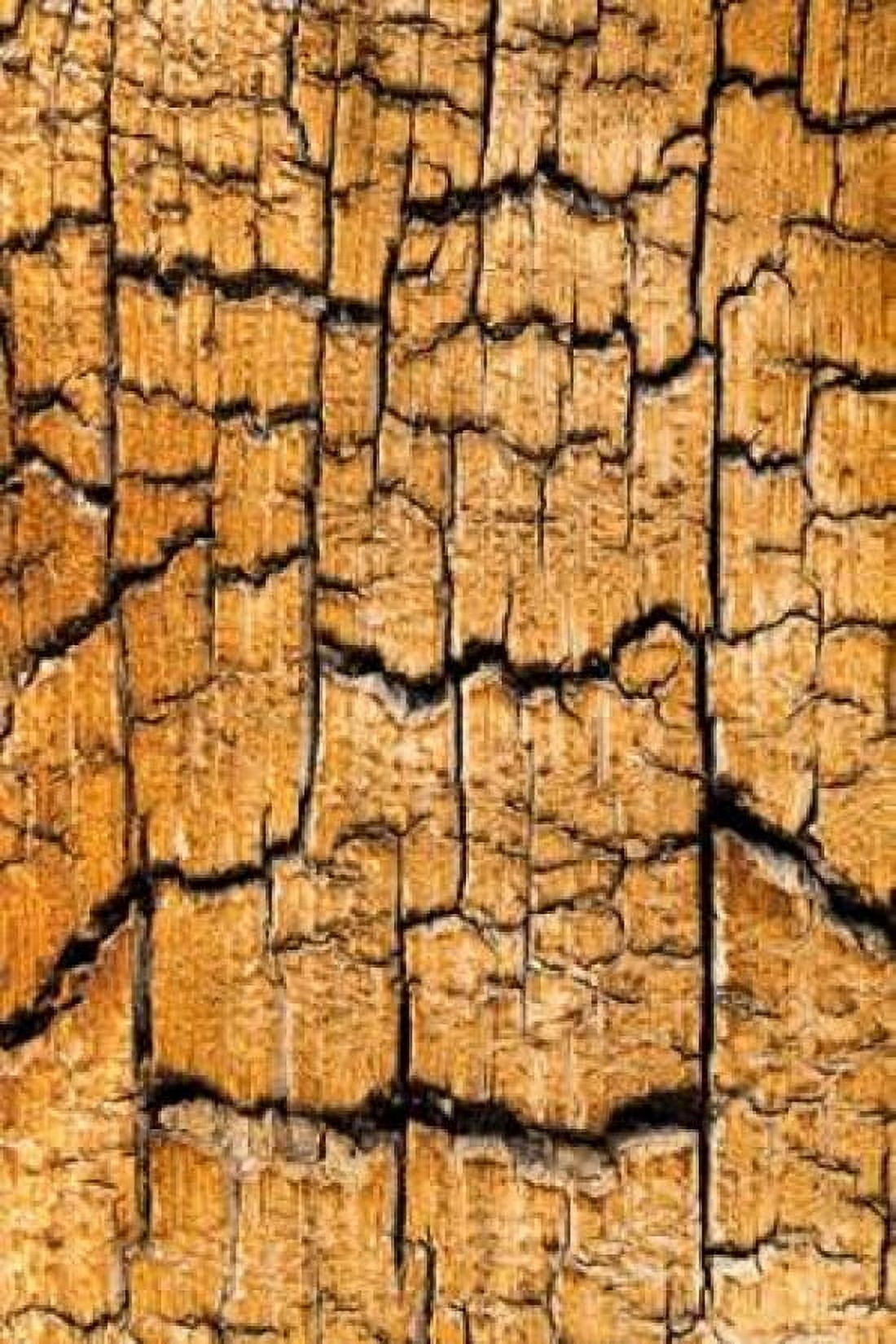 Pine Patterns I Canvas Art - Kathy Mahan (24 x 36)