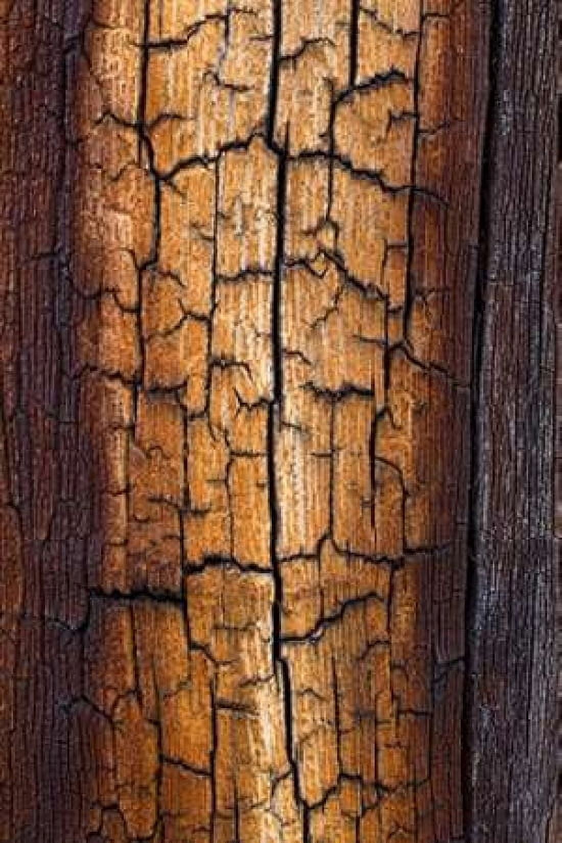 Pine Patterns II Canvas Art - Kathy Mahan (12 x 18)