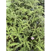Pine Scented Leaf Geranium - Pelargonium denticulatum - Inside/Out - Quart Pot