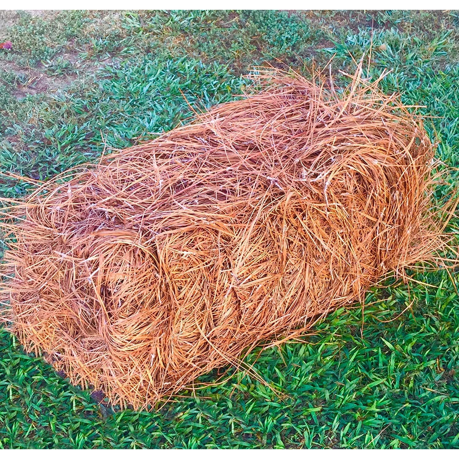 Pine Straw Pine Needle Mulch Covers 6580 Sqft (1)