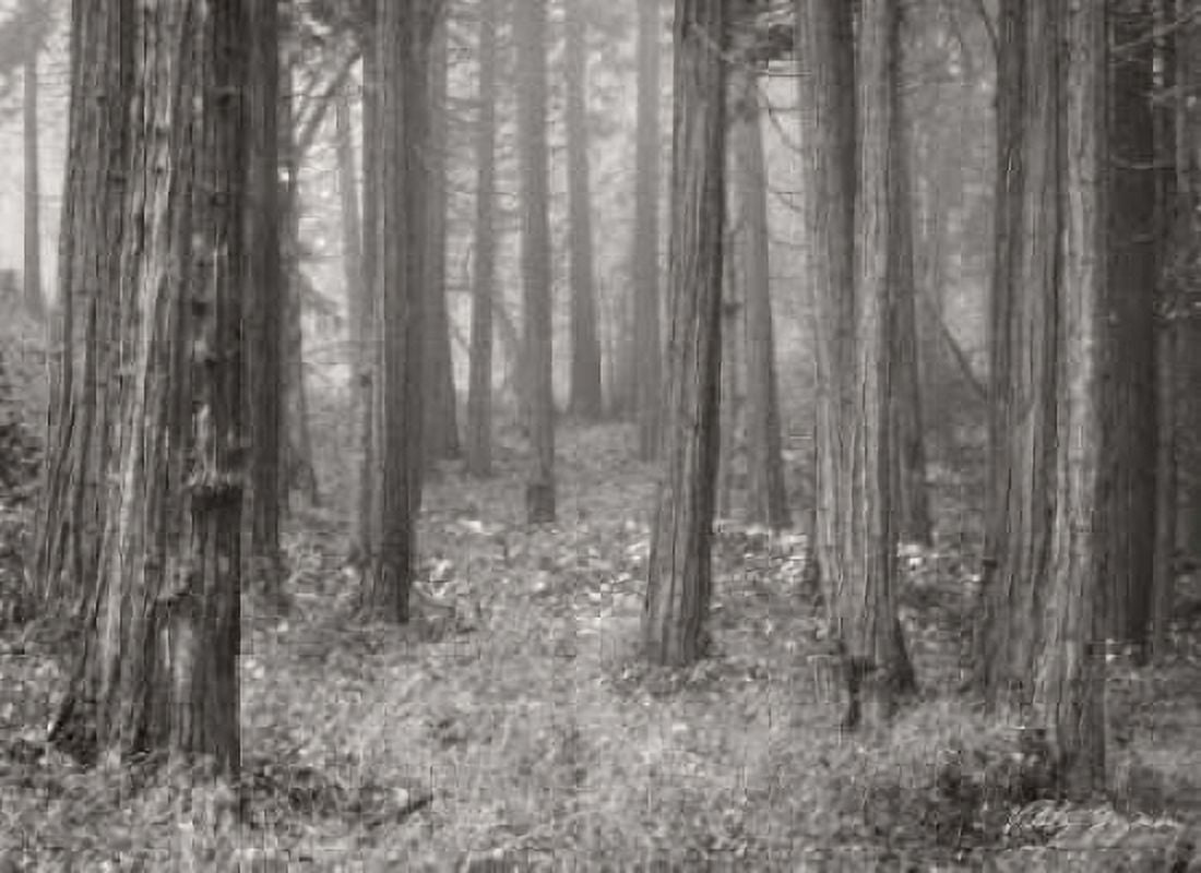 Pine Tree Grove II BandW Canvas Art - Vitaly Geyman (18 x 24)