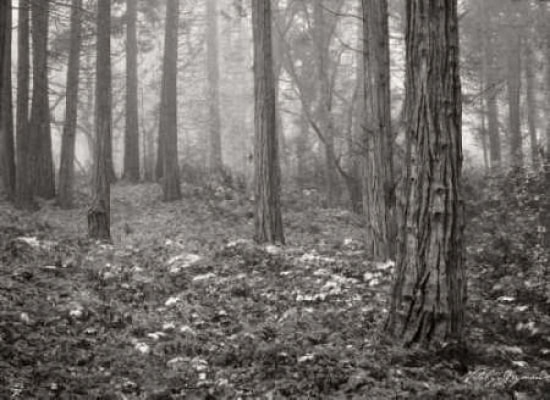 Pine Tree Grove III BandW Canvas Art - Vitaly Geyman (18 x 24)
