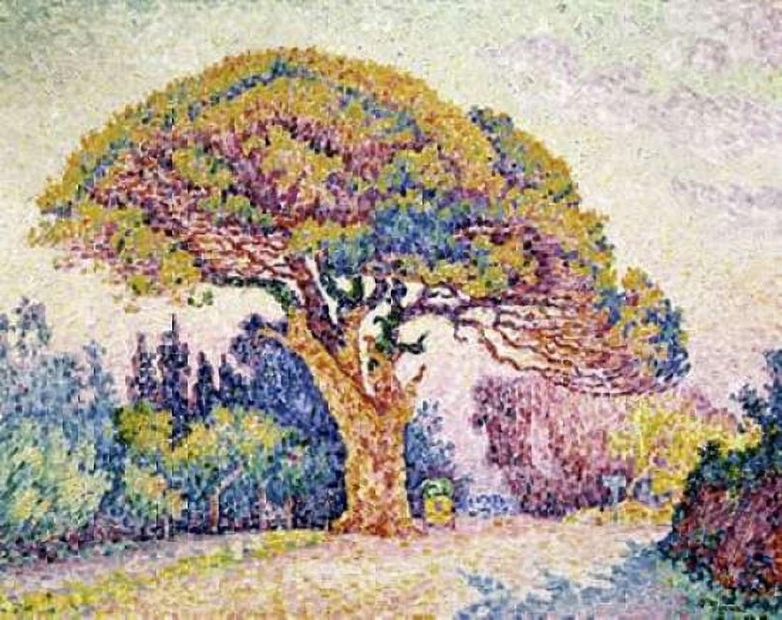 Pine Tree In St Tropez Canvas Art - Paul Signac (24 x 30)