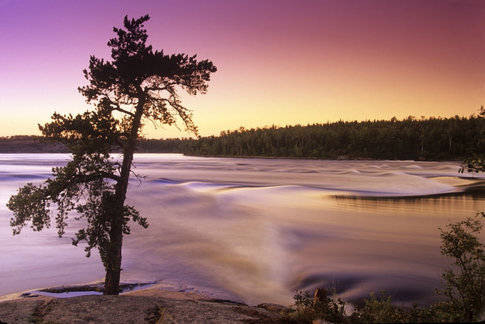 Pine Tree Sturgeon Falls Whiteshell Provincial Park Manitoba Canvas Art - Dave Reede Design Pics (17 x 11)
