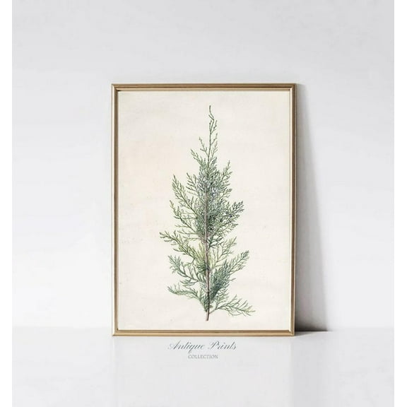 Pine Tree Vintage Drawing, Botanical Sketch Art, Antique Branch Sketch, Farmhouse Rustic Wall Decor Home Decor #669, 16x24 UNFRAMED