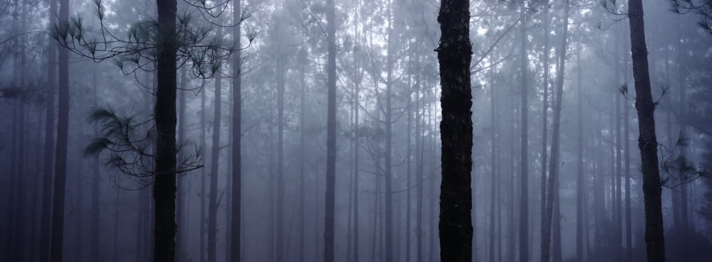 Pine Trees In Cloud In The forest Corona Canvas Art - Anna Watson Design Pics (36 x 13)