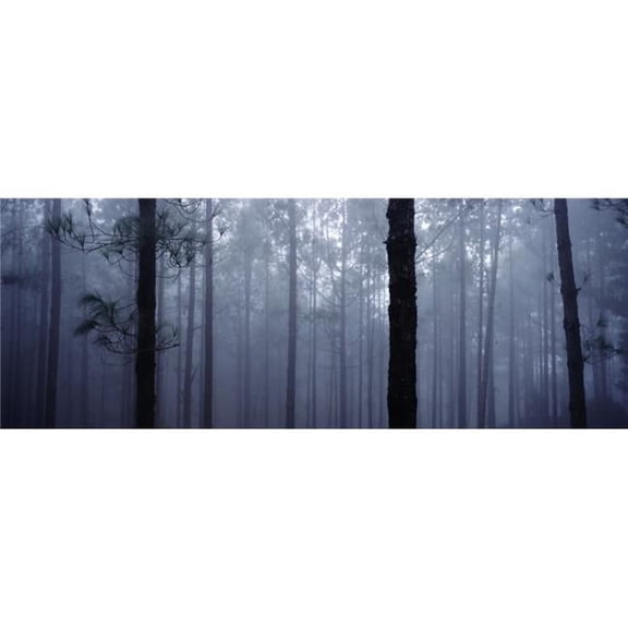 Pine Trees In Cloud In The forest Corona Poster Print, 36 x 13 - Large