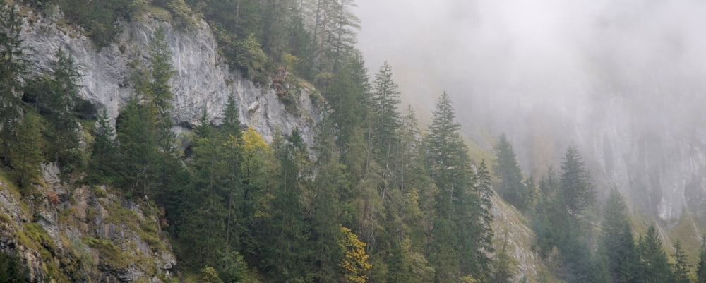 Pine Trees on a Hill Lauterbrunnen Interlaken-Oberhasli Bern Switzerland Canvas Art - Panoramic Images (36 x 12)