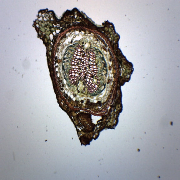Pine, Young Root - Cross Section - Prepared Microscope Slide - 75 x 25mm - Biology & Microscopy - Eisco Labs