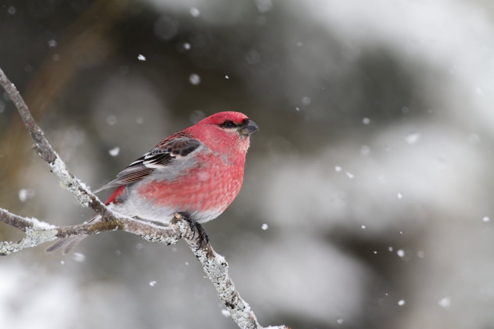 Pine grosbeak (Pinicola enucleator) male perched on a branch Quebec Canada Canvas Art - Philippe Henry Design Pics (19 x 12)