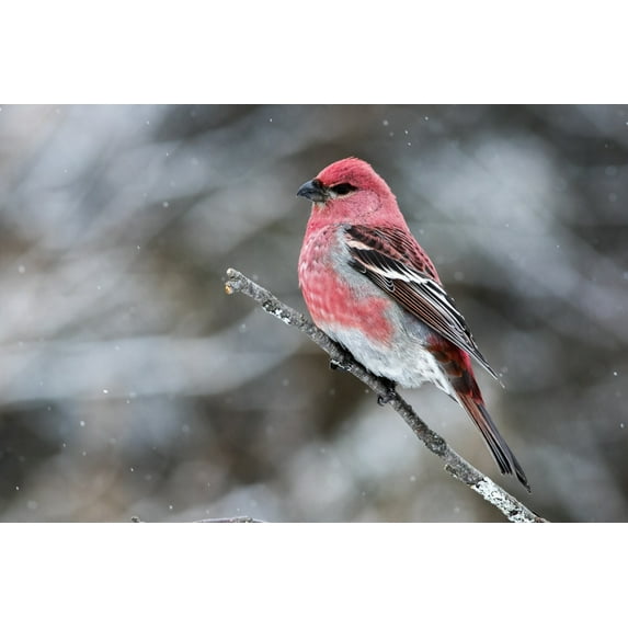Pine grosbeak (Pinicola enucleator) male perched on a branch in a snowfall; Quebec, Canada Poster Print (38 x 24)