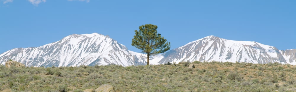 Pine tree and snow-covered Sierra Nevada Mountains near Mono Lake California Canvas Art - Panoramic Images (36 x 12)