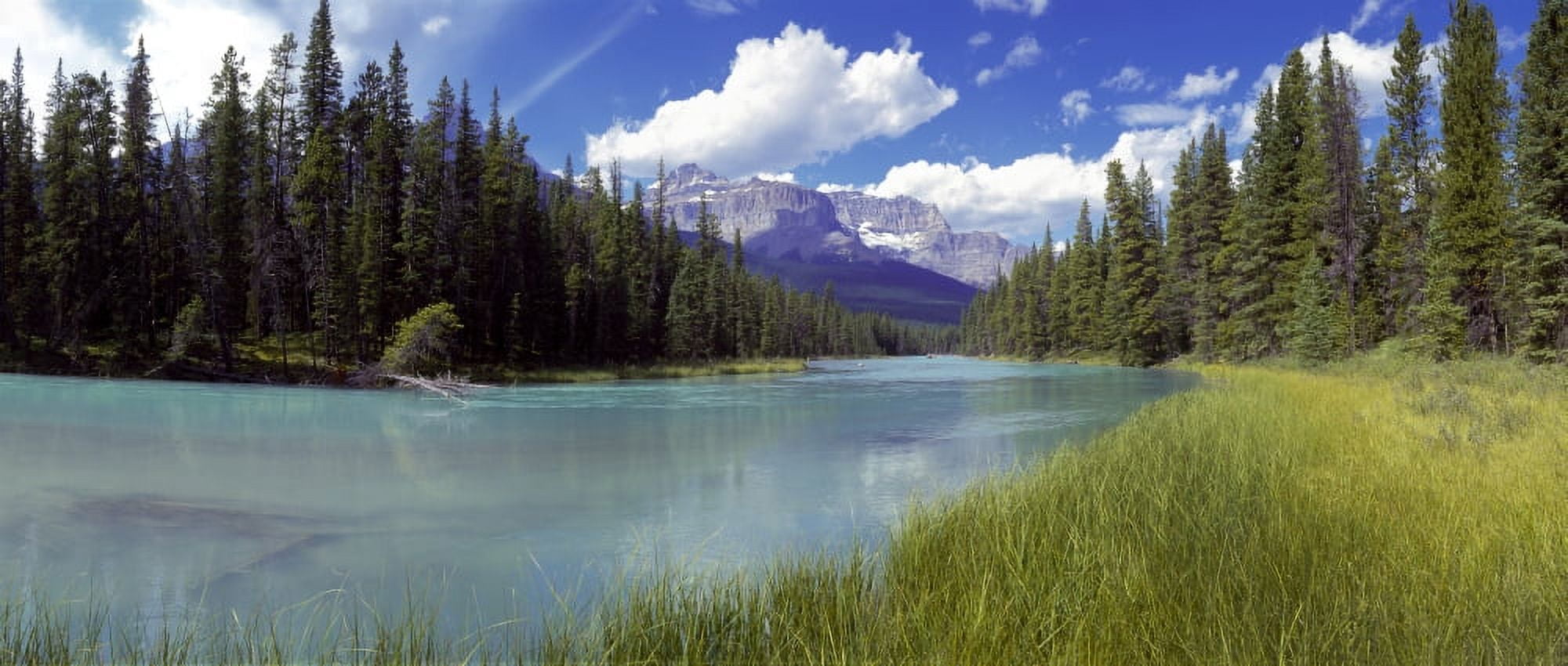 Pine trees on Athabasca Riverbank with mountains in the background Canadian Rockies Jasper National Park Alberta Canada Canvas Art - Panoramic Images (22 x 9)