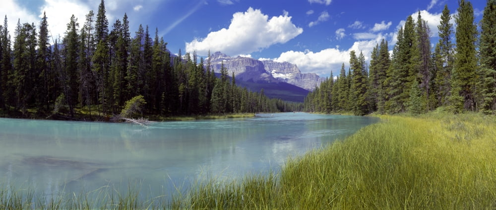 Pine trees on Athabasca Riverbank with mountains in the background Canadian Rockies Jasper National Park Alberta Canada Canvas Art - Panoramic Images (29 x 12)