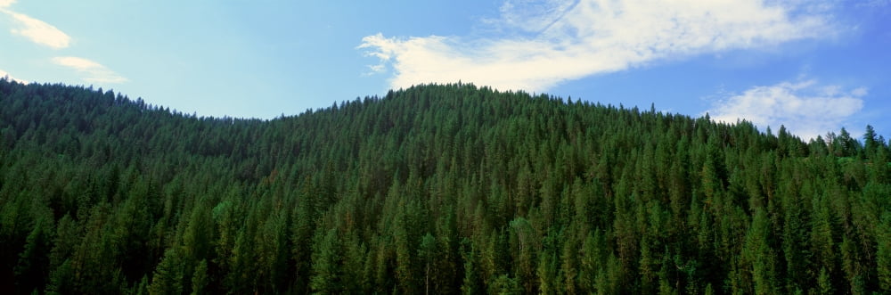 Pine trees Wyoming Canvas Art - Panoramic Images (36 x 12)