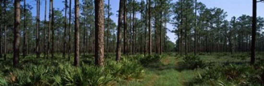 Pine trees in a forest Suwannee Canal Recreation Area Okefenokee National Wildlife Refug Georgia USA Canvas Art - Panoramic Images (18 x 6)