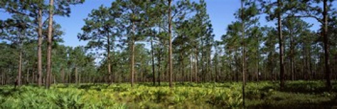Pine trees in a forest Suwannee Canal Recreation Area Okefenokee National Wildlife Refug Georgia USA Canvas Art - Panoramic Images (36 x 12)