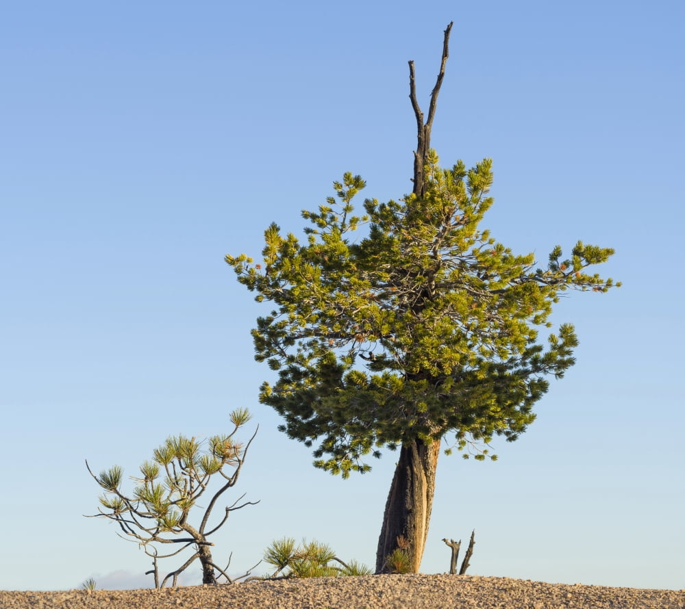 Pine trees on a hill Bryce Canyon National Park Utah USA Canvas Art - Panoramic Images (24 x 24)