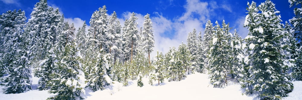 Pine trees on a snow covered hill Breckenridge Summit County Colorado USA Canvas Art - Panoramic Images (27 x 9)