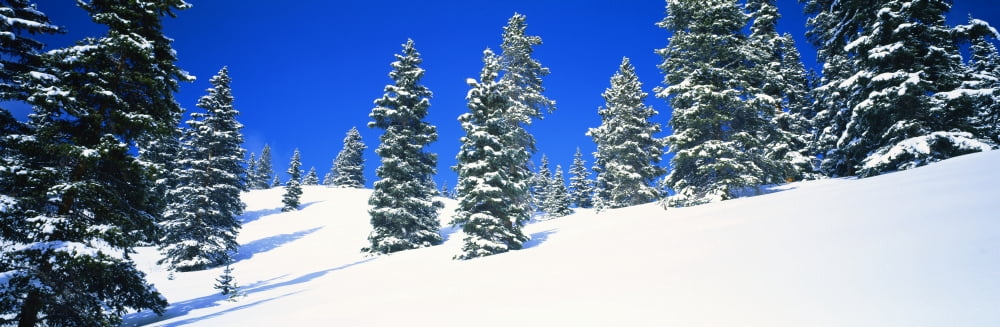 Pine trees on a snow covered hill Colorado USA Canvas Art - Panoramic Images (27 x 9)