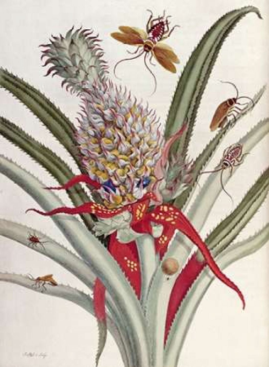 Pineapple - Ananas With Surinam Insects Canvas Art - J Mulder (18 x 24)